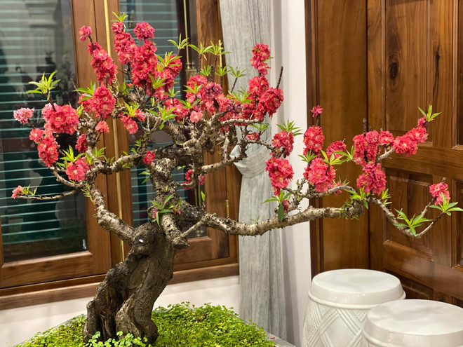 Vì sao người miền Bắc thường trưng hoa Đào dịp Tết Nguyên đán? ảnh 4