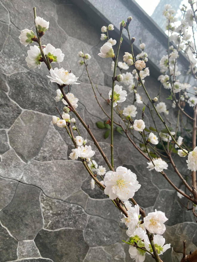 Vì sao người miền Bắc thường trưng hoa Đào dịp Tết Nguyên đán? ảnh 3