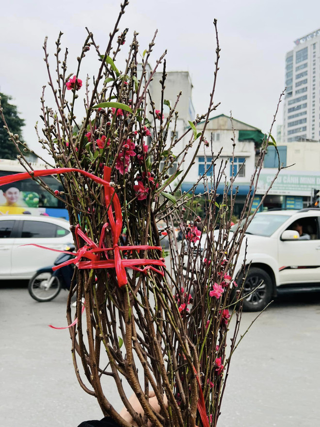 Vì sao người miền Bắc thường trưng hoa Đào dịp Tết Nguyên đán? ảnh 5