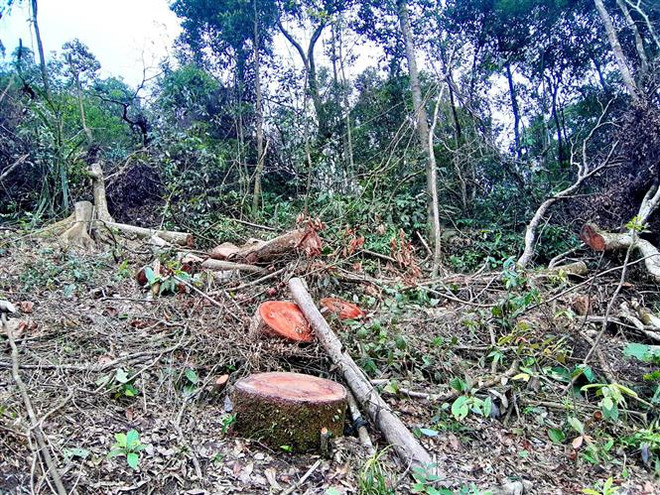 Chuyển hồ sơ vụ "đội giá" thiết bị tại Chi cục Kiểm lâm Gia Lai ảnh 2