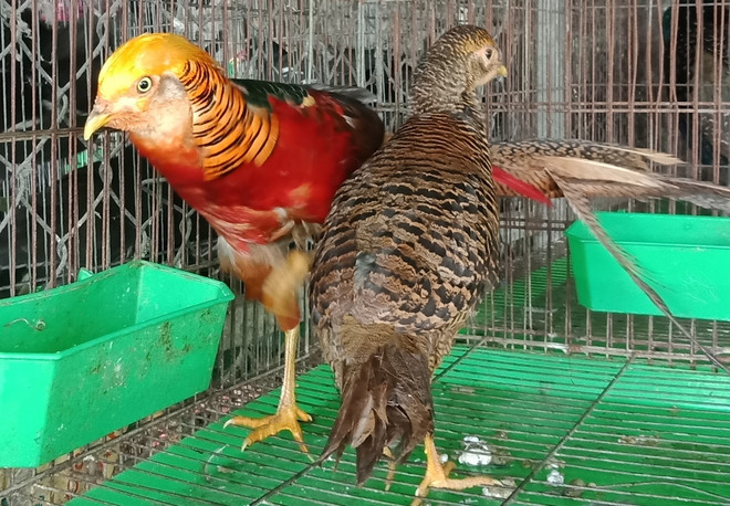 Ảnh minh họa về bảo tồn đa dạng sinh học. (Nguồn: Hùng Võ/Vietnam+) Bộ TN-MT kêu gọi hưởng ứng Ngày quốc tế Đa dạng sinh học năm 2020 ảnh 1