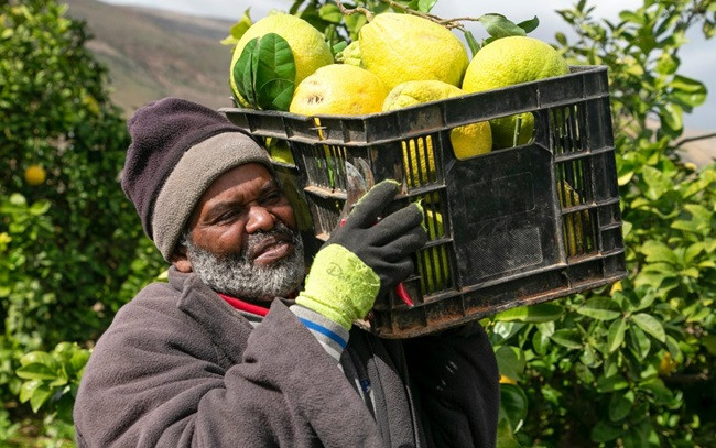 EU tài trợ cho chương trình tái thiết nông nghiệp ở dải Gaza ảnh 1