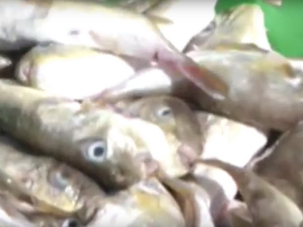 [Video] Hiểm họa rình rập từ sự chủ quan khi ăn cá nóc ảnh 1