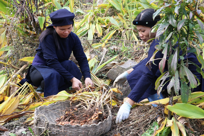 Bài 3: Nông dân trụ vững vùng biên viễn nhờ củ gừng, củ nghệ hữu cơ ảnh 3