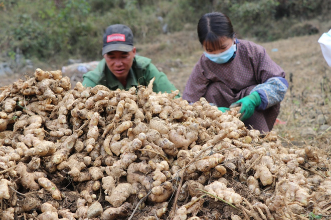 Bài 3: Nông dân trụ vững vùng biên viễn nhờ củ gừng, củ nghệ hữu cơ ảnh 1