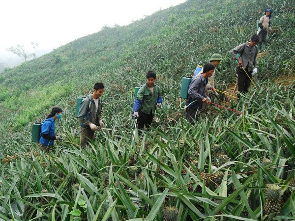 Những nông dân Mông tỷ phú nơi phên giậu của Tổ Quốc ảnh 2