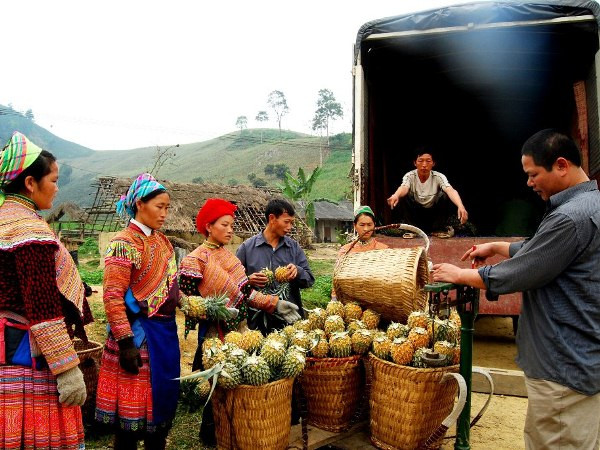 Những nông dân Mông tỷ phú nơi phên giậu của Tổ Quốc ảnh 1