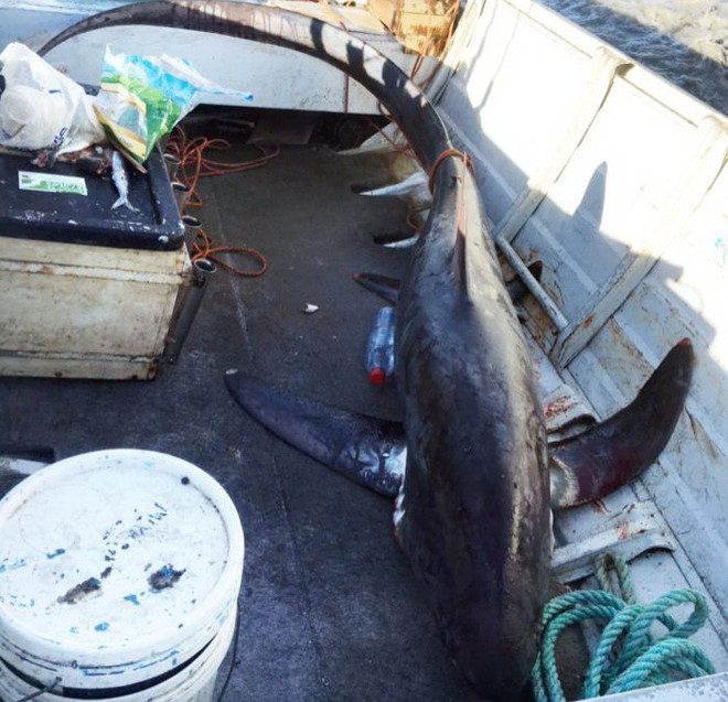 Hốt hoảng vì bỗng dưng cá mập dài hơn 3m nhảy vào trong thuyền ảnh 1