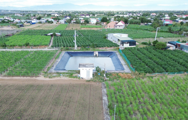 Vùng sản xuất cây măng tây ứng dụng công nghệ cao tại Hợp tác xã dịch vụ tổng hợp Tuấn Tú ở xã An Hải (Ninh Phước, Ninh Thuận). (Ảnh: Nguyễn Thành/TTXVN) ttxvn_nong nghiep cong nghe cao ninh thuan 2.jpg