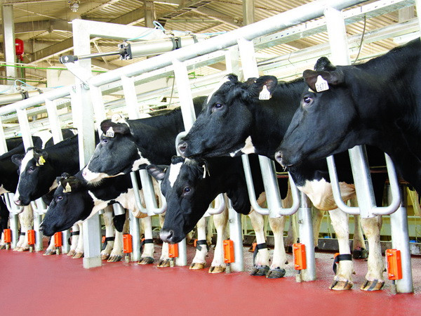 Tập đoàn TH ra mắt sản phẩm kem từ sữa tươi nguyên chất ảnh 2