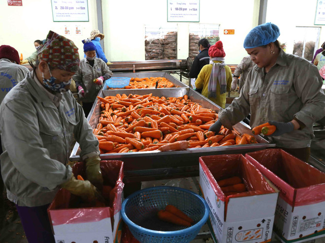 "Nấc thang mới" cho tăng trưởng kinh tế Việt Nam-Nhật Bản ảnh 2