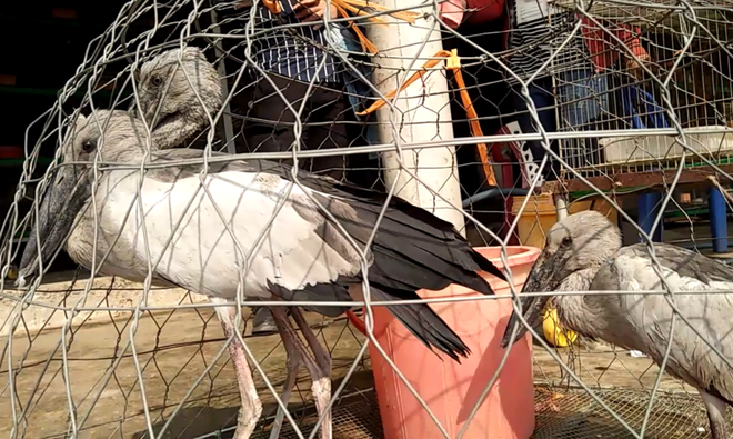 Tỉnh Long An chỉ đạo triệt phá “đặc khu" bán lậu chim trời Thạnh Hóa ảnh 1