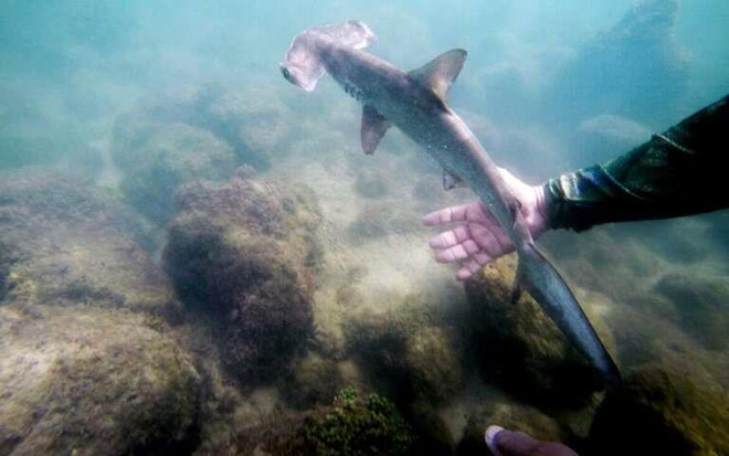 Ecuador phát hiện một 'vườn trẻ' cá nhám búa ở giữa đại dương ảnh 1