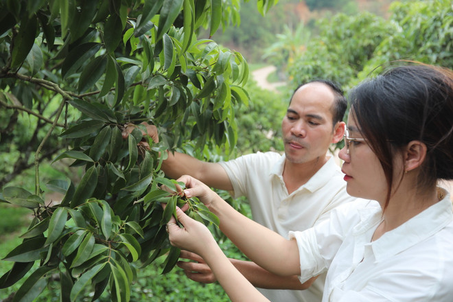 Cán bộ nông nghiệp huyện Lục Ngạn kiểm tra vườn vải thiều một hộ gia đình xã Nam Dương không ra hoa. (Ảnh: Danh Lam/TTXVN) vai thieu bac giang.jpg