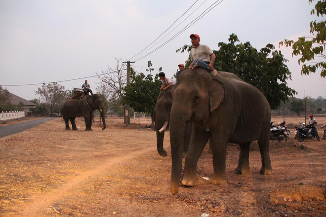 Loạn thị trường ngà trắng ở 'thủ phủ voi' nổi tiếng nhất Việt Nam ảnh 3