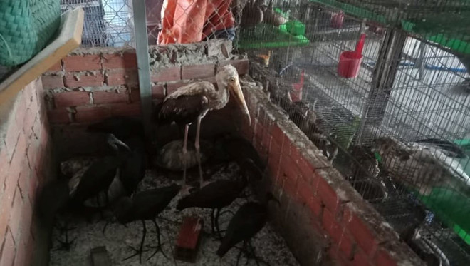 Đặc vụ xóa sổ 'địa ngục chim trời': Cuộc chiến không khoan nhượng ảnh 3