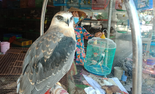 Đặc vụ xóa sổ 'địa ngục chim trời': Cuộc chiến không khoan nhượng ảnh 2