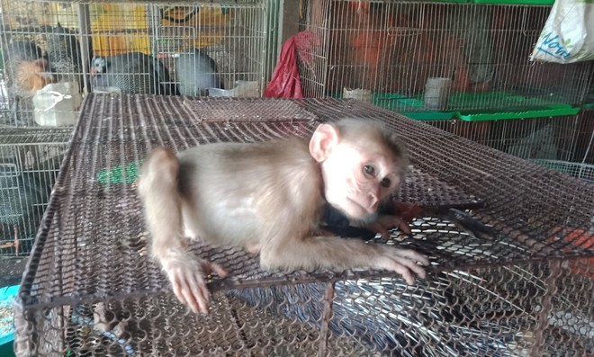 Đặc vụ xóa sổ 'địa ngục chim trời': Cuộc chiến không khoan nhượng ảnh 2