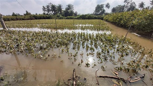 Tỉnh Bến Tre ứng phó với đợt triều cường cao nhất trong năm ảnh 1