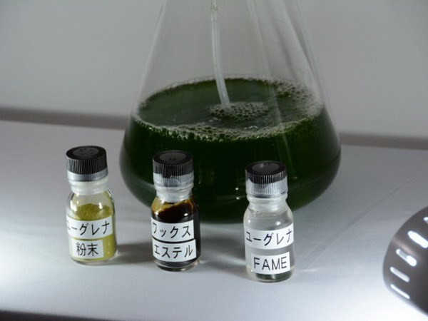 UNCTAD khẳng định tầm quan trọng của nhiên liệu sinh học ảnh 1