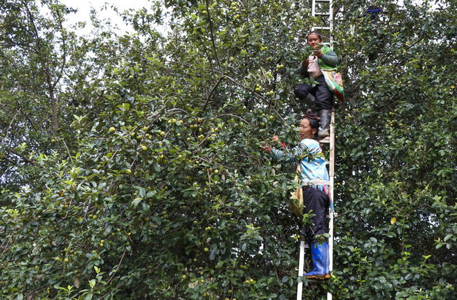 Điện Biên: Mùa vàng sơn tra bội thu trên đỉnh đèo Pha Đin ảnh 2