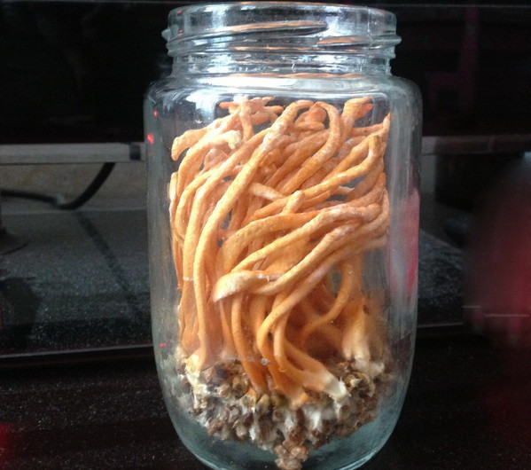 Chàng trai 9X bán vé số dạo trồng thành công đông trùng hạ thảo ảnh 2