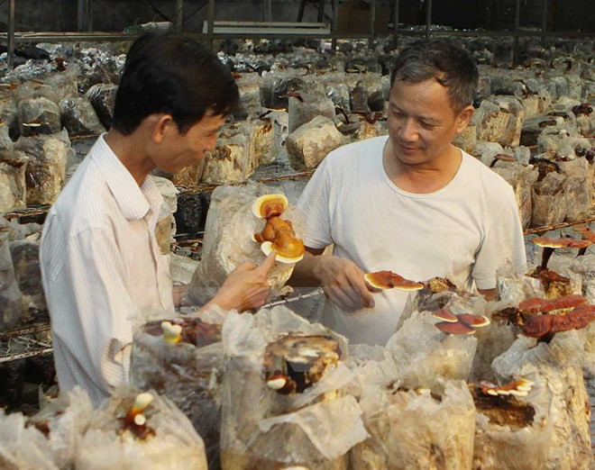 Ngành nấm học Việt Nam hội nhập với cộng đồng nghiên cứu quốc tế ảnh 1