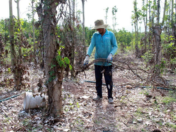 Cục Trồng trọt: Không có việc nông dân phá tiêu còn tốt để bán rễ ảnh 1