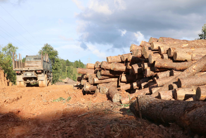 Điện Biên: Tạm đình chỉ Hạt trưởng Hạt kiểm lâm huyện Tuần Giáo ảnh 1