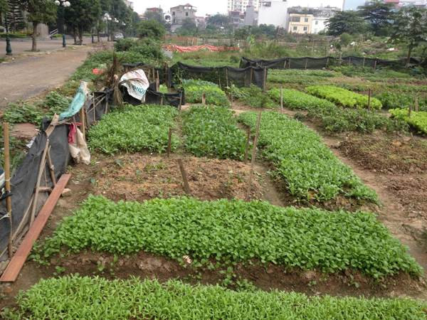 Bài 2: Người tiêu dùng “thông minh”: Hãy tự trồng lấy rau? ảnh 1