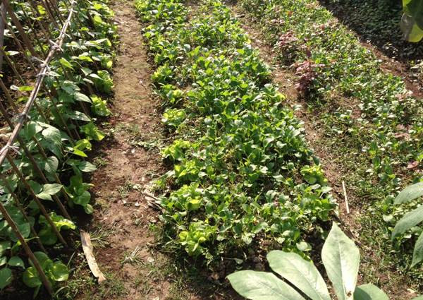 Bài 2: Người tiêu dùng “thông minh”: Hãy tự trồng lấy rau? ảnh 3