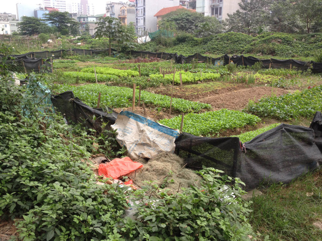 Bài 2: Người tiêu dùng “thông minh”: Hãy tự trồng lấy rau? ảnh 2