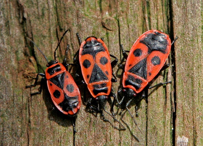 Bỉ: Khánh thành khách sạn côn trùng lớn nhất ở quận Deurne ảnh 1