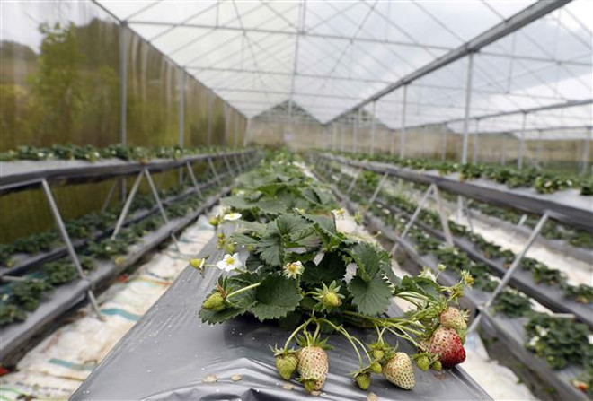 Ngành nông nghiệp tăng tốc sản xuất để về đích vượt kế hoạch ảnh 1