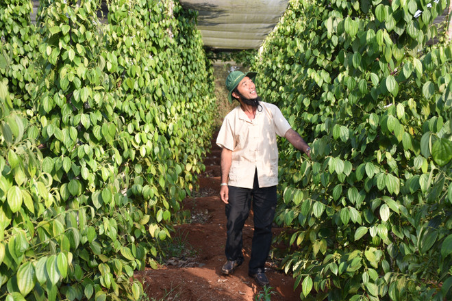 Hợp tác xã bị hạn chế khi tiếp cận chính sách đối phó COVID-19 ảnh 2