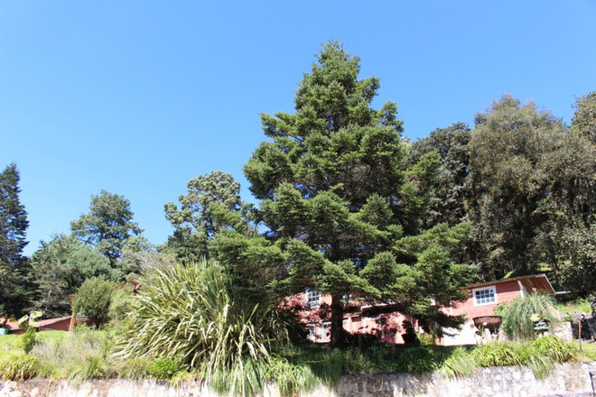 Guatemala nỗ lực bảo vệ loài thông quý trong mỗi dịp Giáng sinh ảnh 1