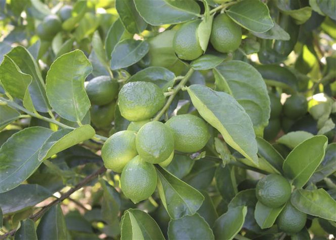 Lưu ý khi xuất khẩu chanh, bưởi của Việt Nam sang New Zealand ảnh 1