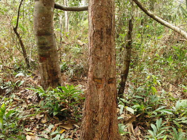 Cưa trộm cây rừng phòng hộ Dầu Tiếng, bị phạt 441 triệu đồng ảnh 1