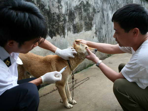 Tiêm vắcxin bệnh dại cho chó nuôi trong nhà. (Ảnh minh họa: Xuân Trường/ TTXVN) Hà Nội: Xuất hiện 2 trường hợp tử vong do bị chó dại cắn ảnh 1