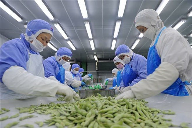 Công nhân phân loại đậu tương để đóng gói xuất khẩu ở một nhà máy thuộc tỉnh An Huy, Trung Quốc. (Nguồn: AFP/TTXVN) Sự kiện quốc tế 17-23/9: Cuộc gặp thượng đỉnh liên Triều lần thứ 3 ảnh 2