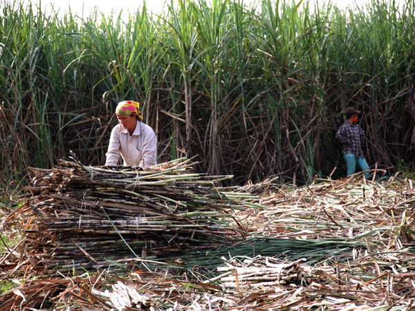 Nông dân trồng mía ở Nam Bộ: Sản xuất nhỏ mãi chịu thiệt ảnh 1