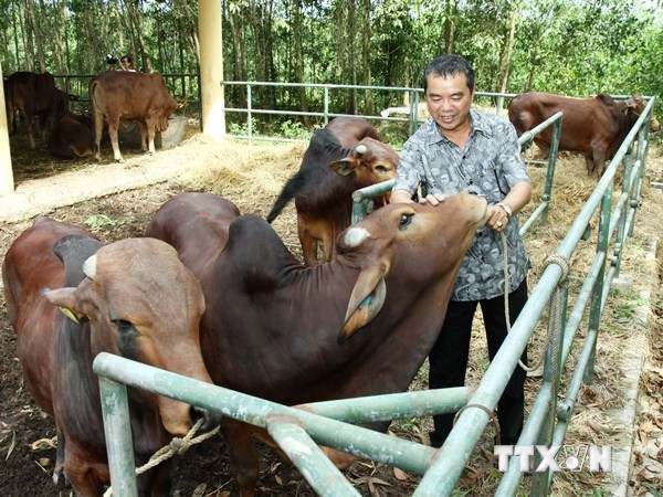 Ảnh minh họa. (Nguồn: TTXVN) Quảng Ninh tặng 226 con bò giống cho hộ nghèo biên giới ảnh 1