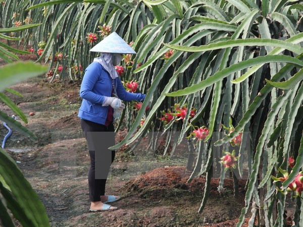 [Video] 28 người Trung Quốc bị phạt vì mua thanh long trái phép ảnh 1