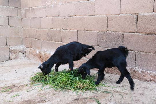 Nghị lực phi thường của chú dê mất hai chân sau từ khi sinh ra ảnh 3