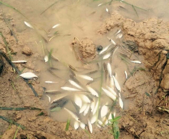 Công bố nguyên nhân gây ra việc cá chết hàng loạt trên sông Bưởi ảnh 1