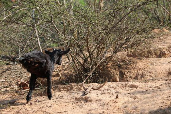 Nghị lực phi thường của chú dê mất hai chân sau từ khi sinh ra ảnh 2