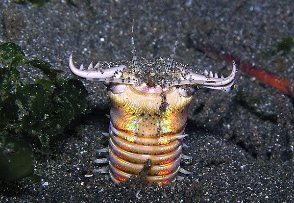 [Video] Khả năng săn mồi vô cùng đáng sợ của loài sâu Bobbit ảnh 1