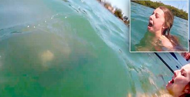 [Video] Cô gái hoảng loạn khi thấy con lợn biển bơi dưới chân ảnh 1