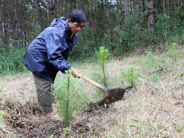 Đổi mới nông-lâm trường: Người dân vẫn “khát” đất ảnh 1