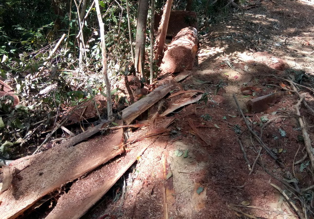 Cà Mau: "Lâm tặc" rượt đuổi, tấn công cán bộ quản lý rừng ảnh 1